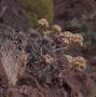 Thumbnail image of item number 1 in: '[Aeonium in Era del Cardon, Canary Islands #6]'.
