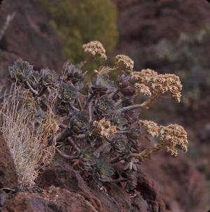 [Aeonium from Tafira Alta, Canary Islands #2]