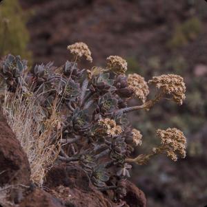 [Aeonium from Tafira Alta, Canary Islands #3]