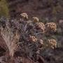 Primary view of [Aeonium in Era del Cardon, Canary Islands #7]
