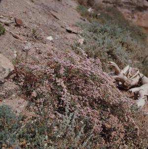 [Limonium macrophyllum bush with pink flowers in Tafira Alta, Canary Islands #1]