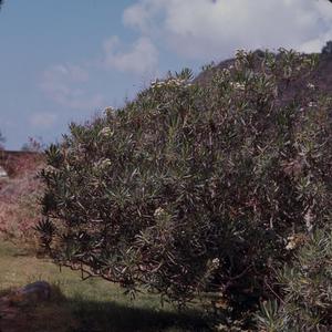 [Echium decaisnei from Tafira Alta, Canary Islands #1]