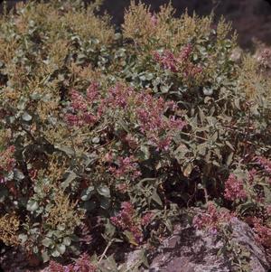 Primary view of object titled '[Salvia canariensis from Tafira Alta, Canary Islands #1]'.
