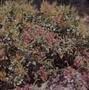 Photograph: [Salvia canariensis from Tafira Alta, Canary Islands #1]