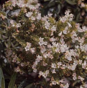 [Echium decaisnei cluster of flowers from Tafira Alta, Canary Islands]