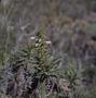 Photograph: [Unidentified plant with white flowers in Arguineguin, Canary Islands]