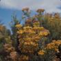 Photograph: [Schizogyne bush from Maspalomas, Canary Islands #1]
