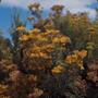 Photograph: [Schizogyne bush from Maspalomas, Canary Islands]