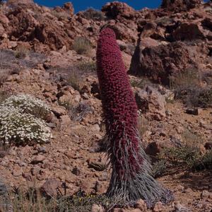 Primary view of object titled '[Echium bourgeauanum on Tenerife Island, Canary Islands]'.
