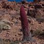 Thumbnail image of item number 1 in: '[Echium bourgeauanum on Tenerife Island, Canary Islands]'.