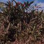 Thumbnail image of item number 1 in: '[Alpinia plant in Mayagüez Municipality of Puerto Rico]'.