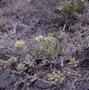 Primary view of [Echium leucophaeum growing in La Palma Island, Canary Islands]