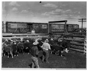 Primary view of object titled 'Edwards Cattle'.