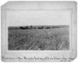 Thumbnail image of item number 1 in: 'Harvesting on Byers Brothers Ranch'.