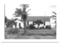 Primary view of [Palm Trees in Front  of a Mexican Presbyterian Church]
