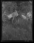 Thumbnail image of item number 1 in: '[Negative of a Soldier Emerging Form Trees on Horseback, #3]'.