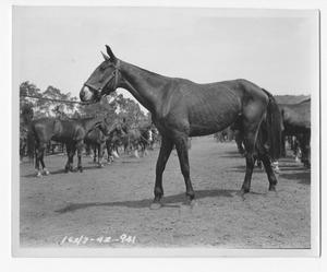 Primary view of object titled '[Horse on a Lead]'.
