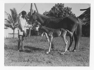 Primary view of object titled '[Boy Stands With Horse and Calf]'.