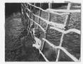 Photograph: [Man in Water with Head Through a Fence]