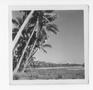Photograph: [Palm Trees on Isle of Pines]