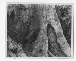 [Tree in Guadalcanal Island]