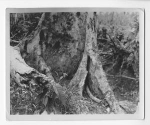 [Tree in Guadalcanal]