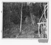 Photograph: [Forest on Guadalcanal]