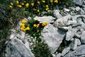 Photograph: [Alpine Flowers above Innsbruck]