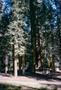 Photograph: [Sequoia National Park]
