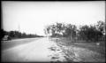Photograph: [Photograph of Trees on Roadside]