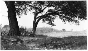 [Photograph of a Large Tree]