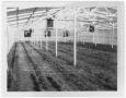 Photograph: [Photograph of Young's Greenhouse]