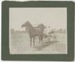 Primary view of [Horse and buggy]