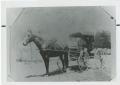 Photograph: [Man with horse drawn taxi]