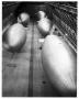 Photograph: [Hangar at Hitchcock Naval Air Station with five K-type blimps]
