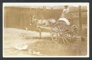 [Young boy sitting on his mule drawn buggy]