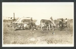 Primary view of object titled '[Donkeys grazing]'.