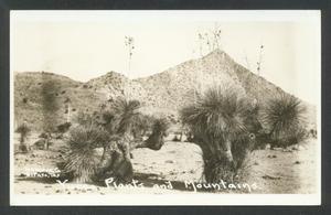 Primary view of object titled '[Yucca Plants and Mountains]'.