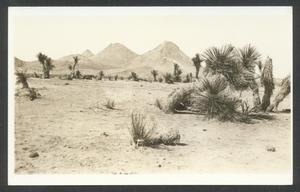 [Southwest Desert Landscape]