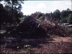 Primary view of object titled '[Cemetery Cleanup, Marshall]'.