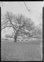 Photograph: [Photograph of Treaty Oak in Winter]