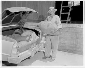 Primary view of object titled '[A man loading cotton cake into a car]'.