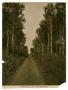 Thumbnail image of item number 2 in: 'A Natural Avenue Near Edmonton'.