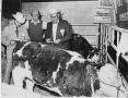 Photograph: Simmental Cattle at Livestock Show