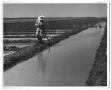 Photograph: [Man Standing in Rice Field]