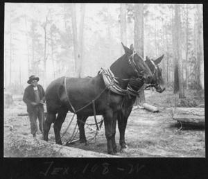 Primary view of object titled '[Southern Pine Lumber Company Mules]'.
