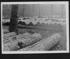 Primary view of object titled '[Cut Timber on the Right of Way]'.