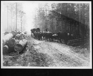 [Southern Pine Lumber Company Logging Ox Cart]