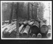 Photograph: [Cut Timber on the Right of Way - 2]