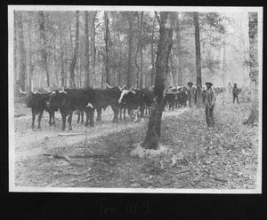 [Southern Pine Lumber Company Oxen Crew]